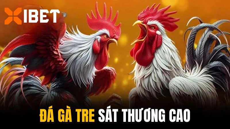 Hình thức đá gà tre được ưa chuộng tại sảnh cược này