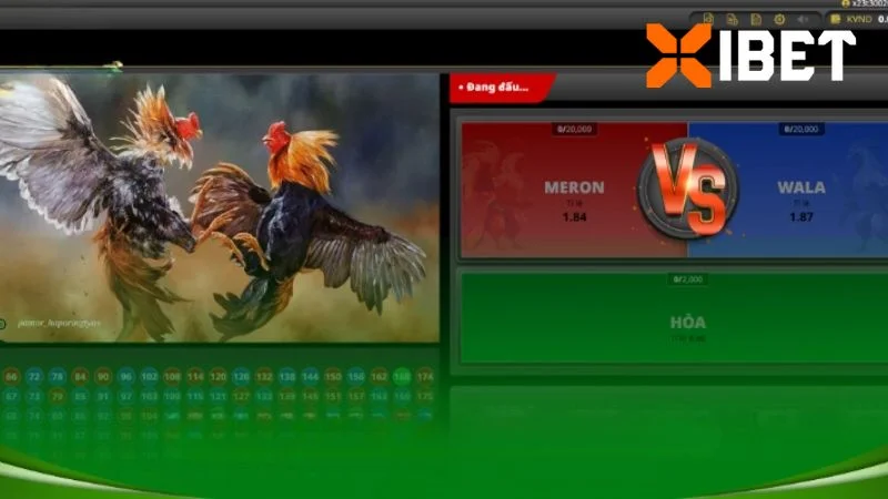 Nền tảng livestream các trận đấu trực tuyến từ trường gà Philippines với nhiều góc quay