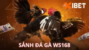 Đá gà WS168 tại Xibet hấp dẫn, gay cấn