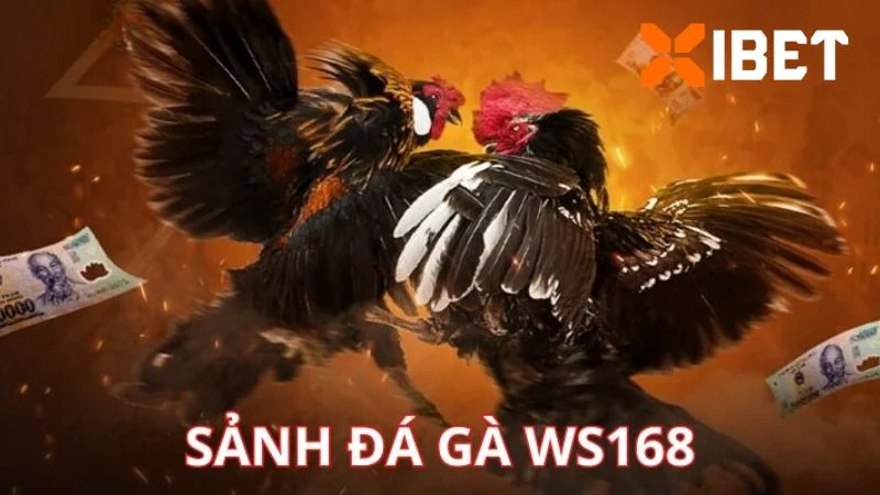 Đá gà WS168 tại Xibet hấp dẫn, gay cấn